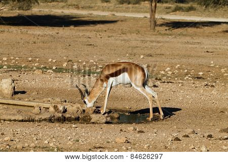 Springbok