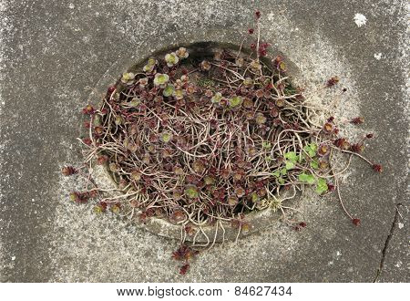 Succulent plants at the abandoned cemetery in Terezin, Czech Republic.