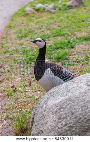Chukar Partridge