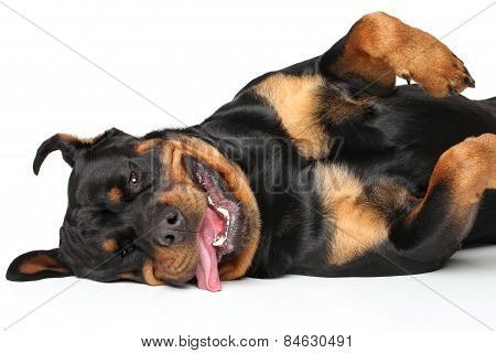 Rottweiler Resting