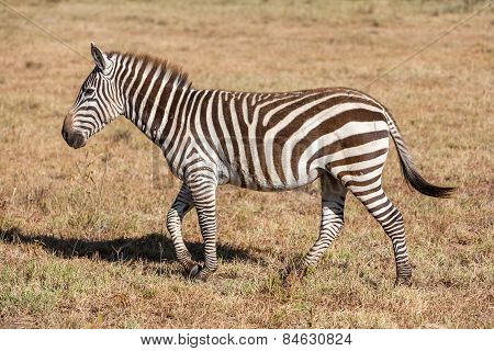 Zebra in the grasslands