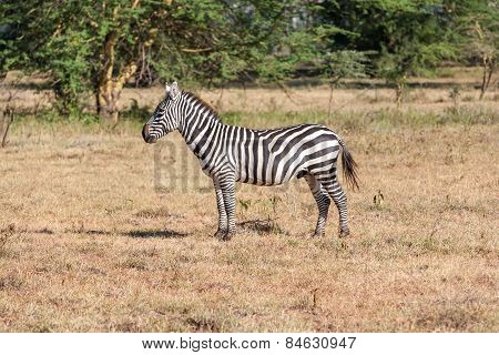 Zebra in the grasslands