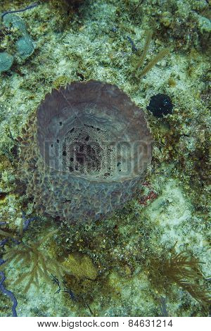 Xestospongia Muta