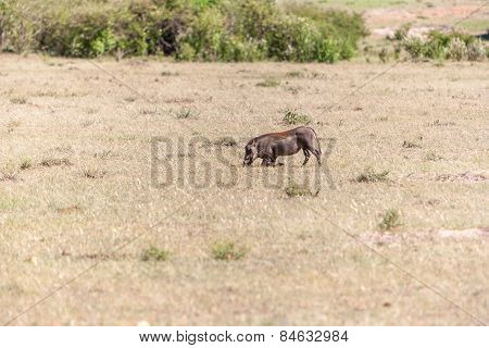 Warthog on the National Park of Kenya.  Africa