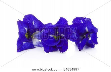 Butterfly Pea Isolated On White Background