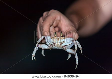 Hands keeping a dwarf crab
