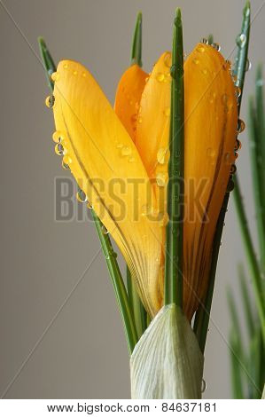 crocus on a gray background, water drops