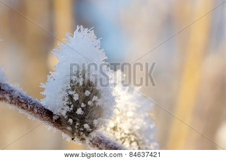 Bud on a tree branch, snow