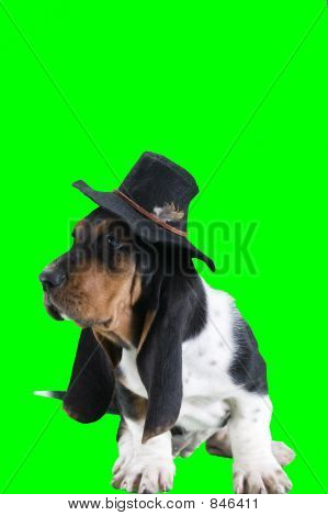 basset hound com chapéu de feltro no