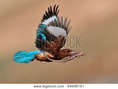 White-throated Kingfisher