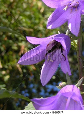 Bumble Bee Bum