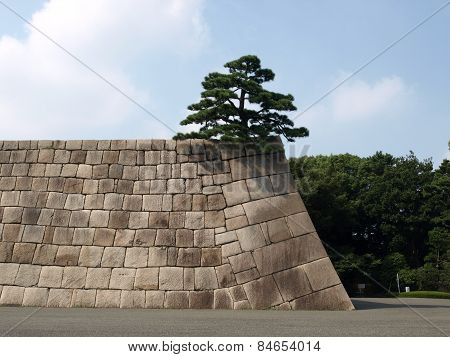 Tree on the wall