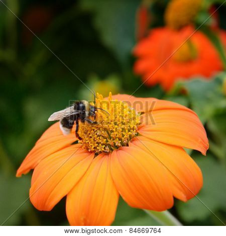 Big bumble bee on flower