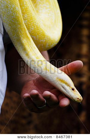 Birmese Python