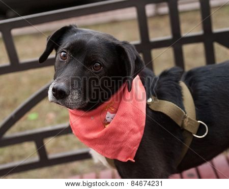 Little Old Black And White Dog In Pink Cravat Stands On Bench