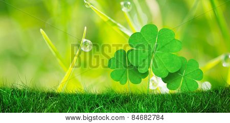 Grass against dew on the grass