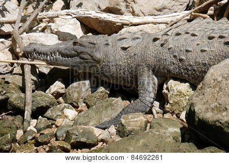 Alligator