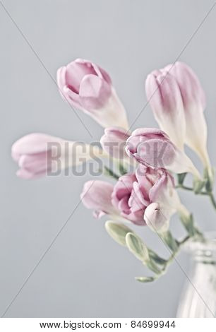Pink Freesia Flowers