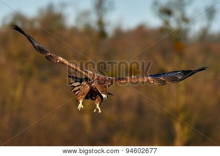 White Tailed Eagle In Flight
