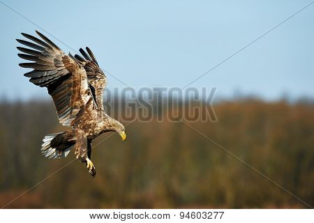 White-tailed Eagle
