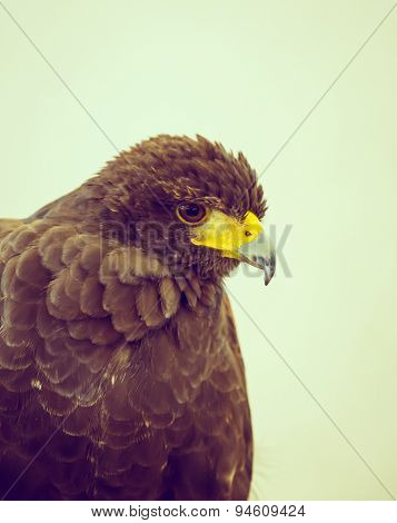 Golden Eagle ( Filtered image processed vintage effect. )