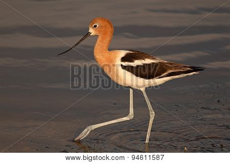 American Avocet Stepping