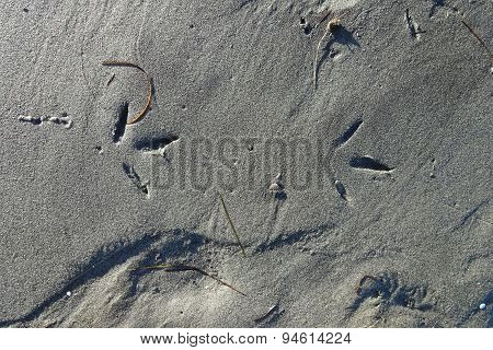 Variable Oystercatcher Tracks