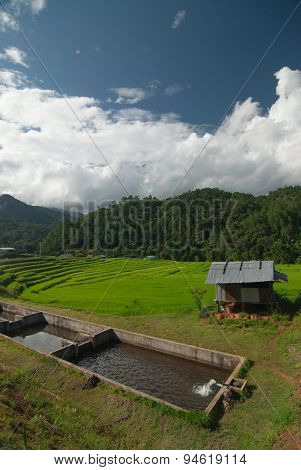 Terrace rice fields in Mae Chaem District Chiang Mai, Thailand