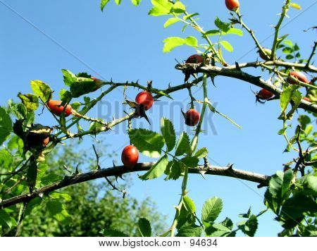 Rosa canina 1