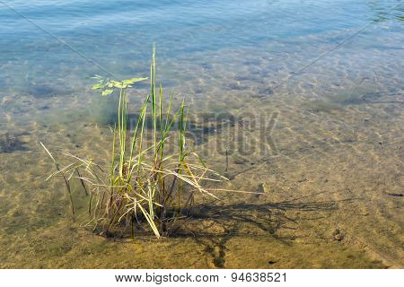 Transparent Water With A Sandy Bottom And Sedge