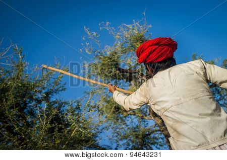 GODWAR REGION, INDIA - 13 FEBRUARY 2015: Rabari tribesman holds traditional axe and cuts branches from tree to feed herd. Rabari or Rewari are an Indian community in the state of Gujarat.