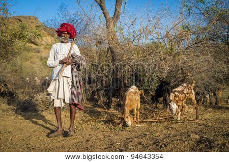 GODWAR REGION, INDIA - 13 FEBRUARY 2015: Rabari tribesman holds traditional axe on field and stands close to herd. Rabari or Rewari are an Indian community in the state of Gujarat.