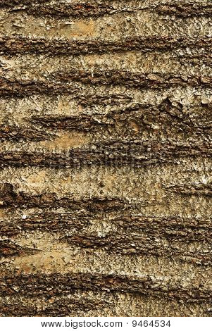 Cherry Bark