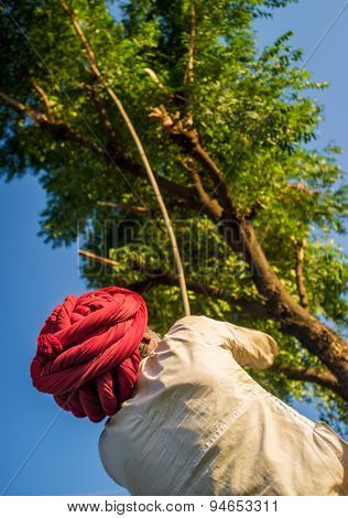 GODWAR REGION, INDIA - 13 FEBRUARY 2015: Rabari tribesman holds traditional axe and cuts branches from tree to feed herd. Rabari or Rewari are an Indian community in the state of Gujarat.