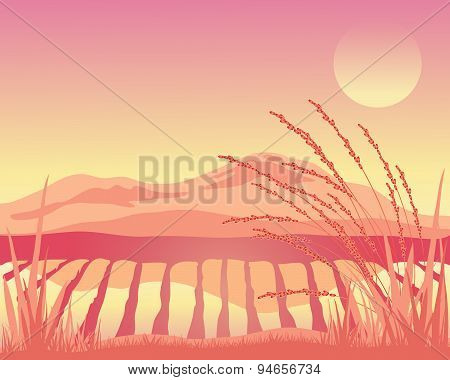 Sunset Paddy Fields