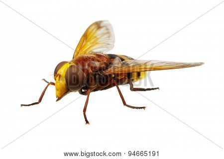 Horsefly isolated on white