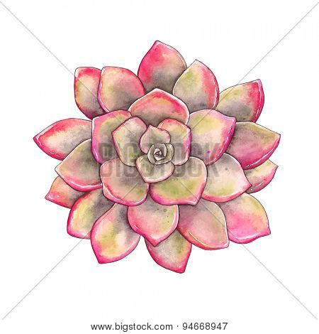 Watercolor colorful succulent Echeveria, hand-drawn illustration in vintage style.