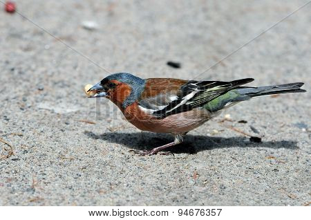 Common chaffinch,male