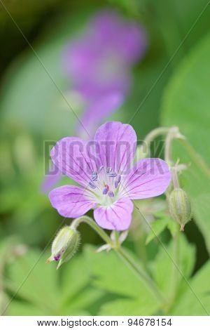 Close-up Of Blue Wood Cranesbill Flower