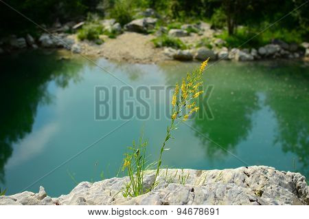 Yellow bedstraw near a pond