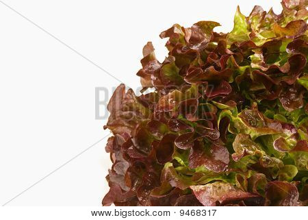 Lollo Rosso