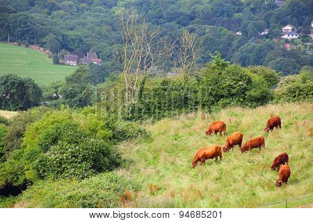 Cattle Grazing On Farmland