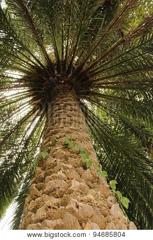 palm tree