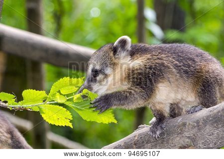 South American Coati (nasua Nasua) Baby
