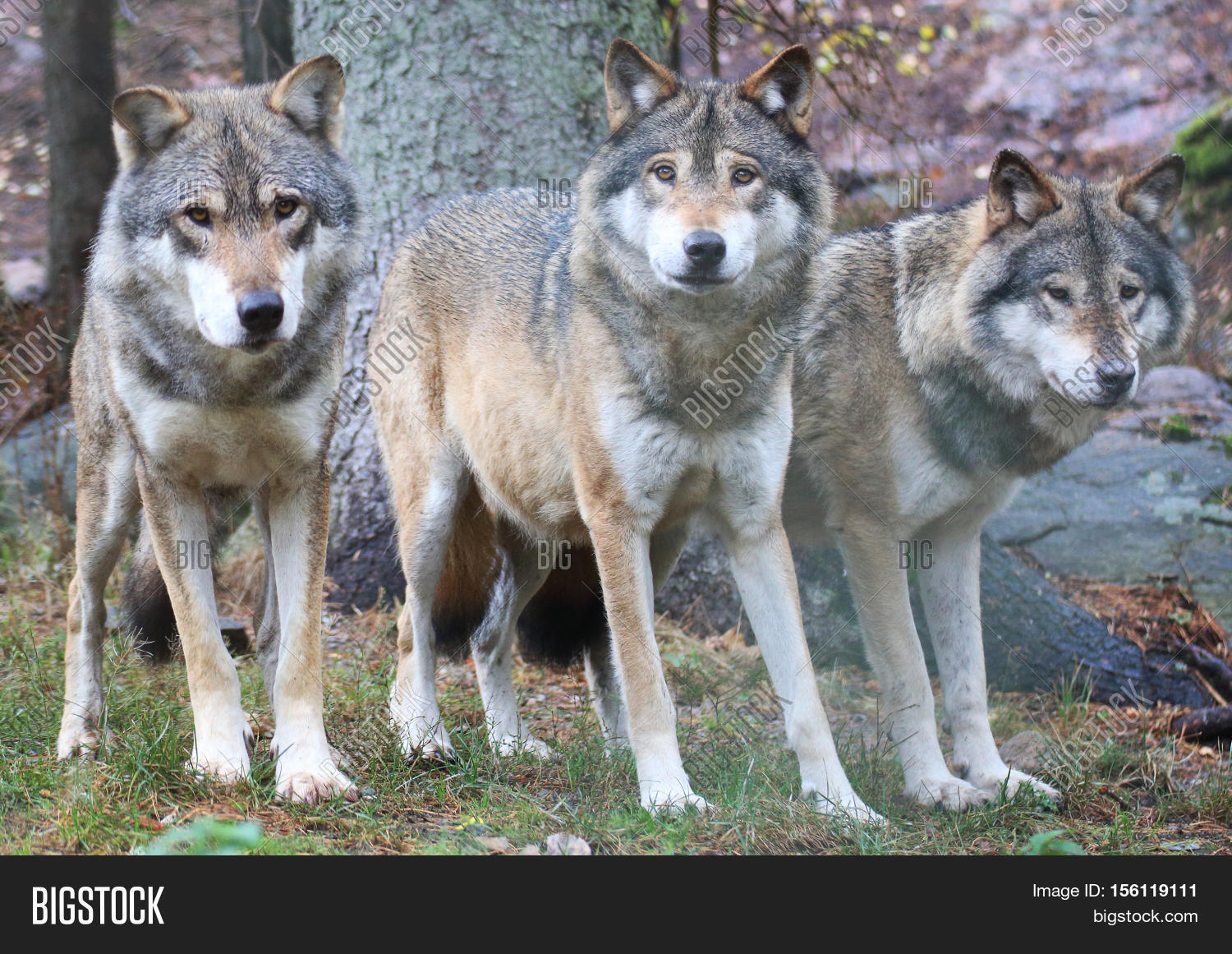Three Beautiful Wolves Image & Photo (Free Trial) Bigstock