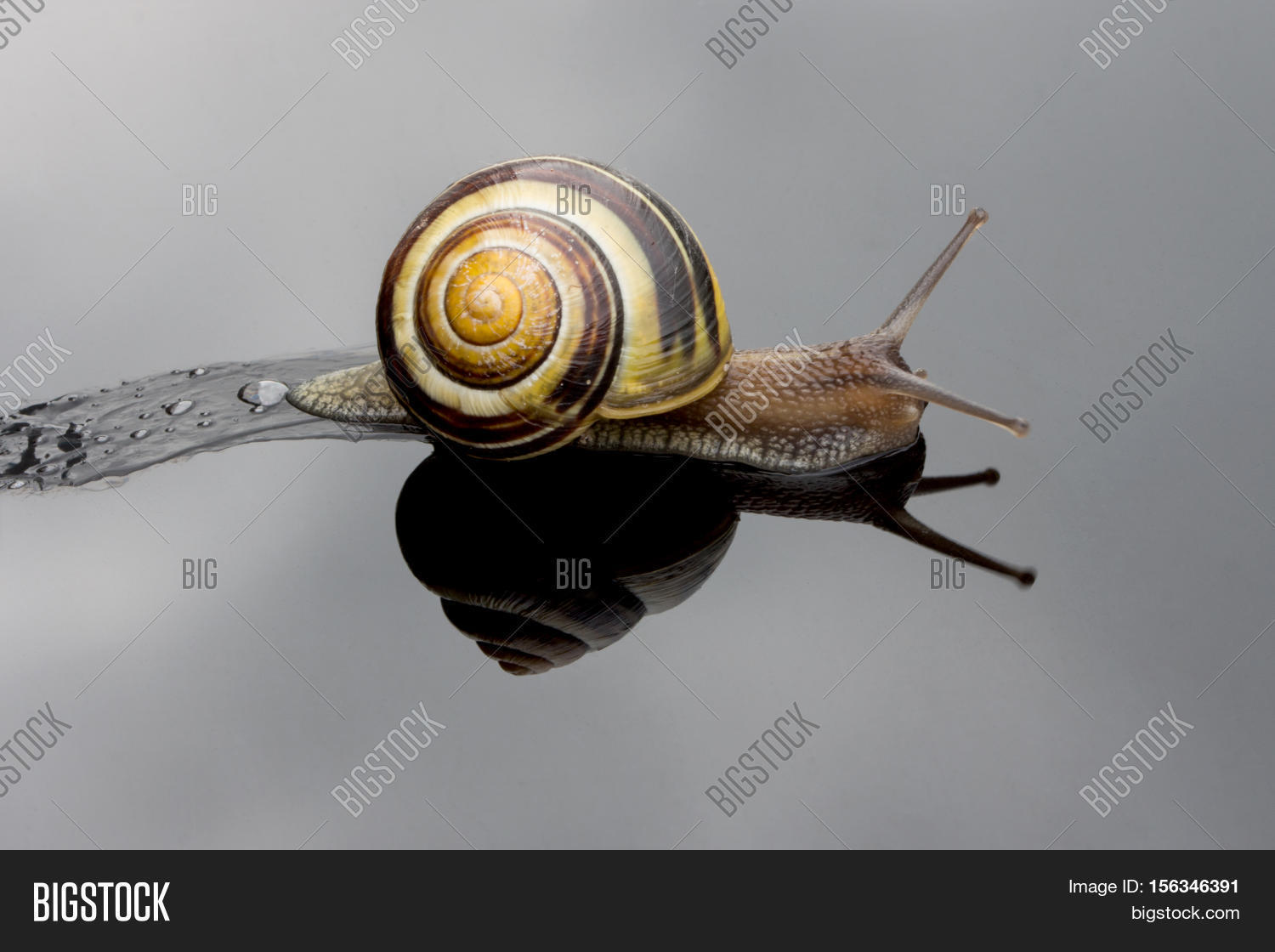 Brown Snail Leaves Image & Photo (Free Trial) Bigstock