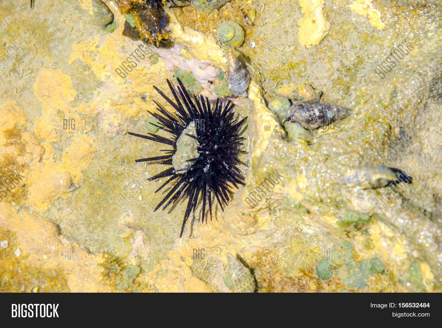 Species Sea. Urchin Image & Photo (Free Trial) Bigstock