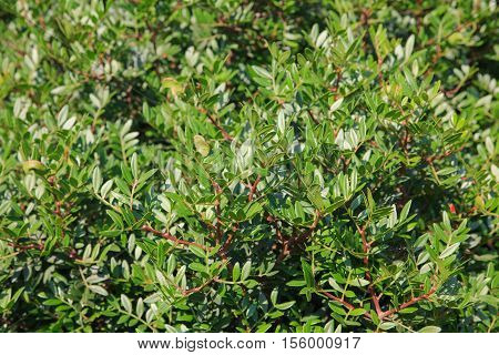 Malosma laurina is a plant genus which contains only a single species Malosma laurina with the common names laurel sumac and lentisco