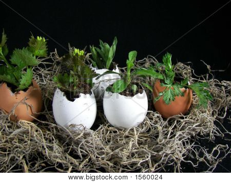 Ägg Plant Garden