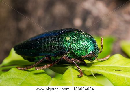 Jewel Beetle (sternocera Ruficornis)